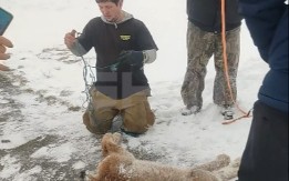 ZARAŽENA ZVER NA SLOBODI Razularena besna životinja oborila i ujela dete – svi u šoku! (VIDEO)